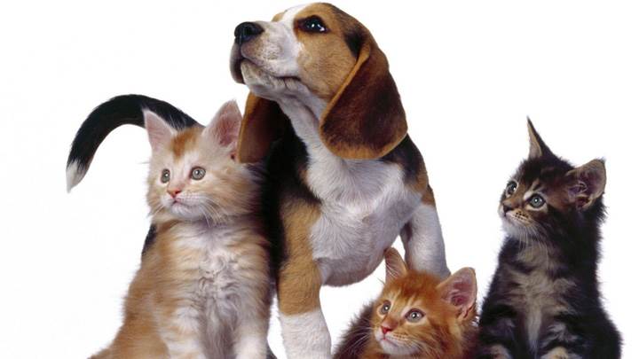 3 Cats With Dog On White Background